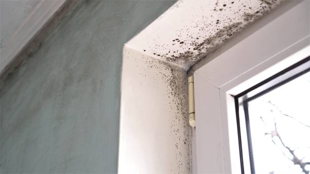 Best Office Mold Removal Services  in Newark, TX