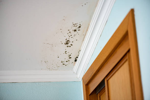Best Residential Mold Removal  in Newark, TX
