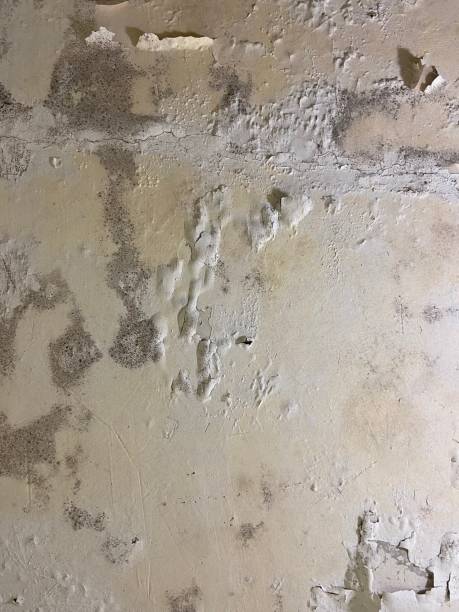 Best Toxic Mold Removal  in Newark, TX