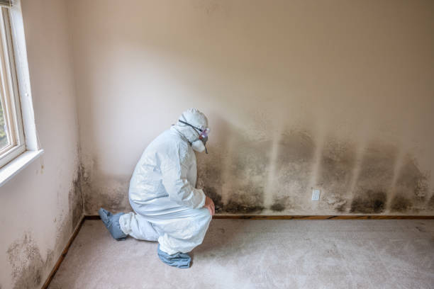 Best Mold Remediation Services  in Newark, TX