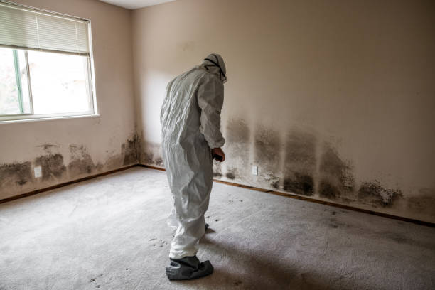 Home Mold Removal in Newark, TX