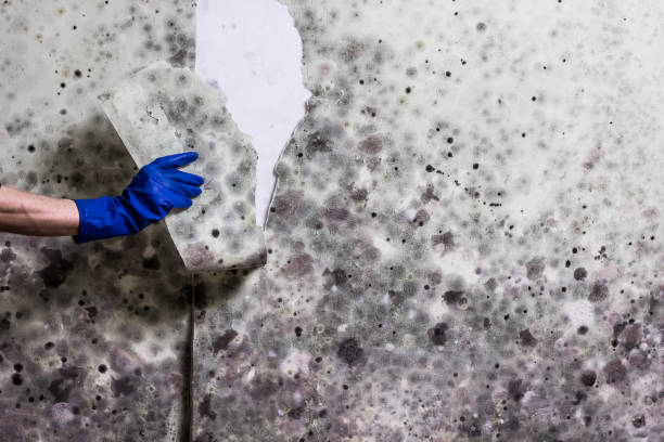 Best Office Mold Removal Services  in Newark, TX