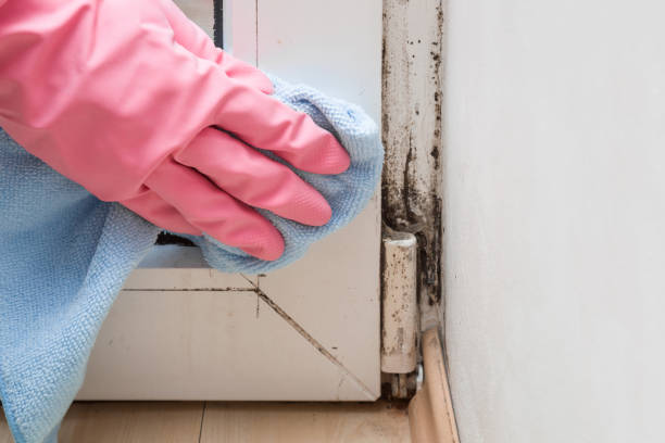 Best Fast Mold Removal  in Newark, TX