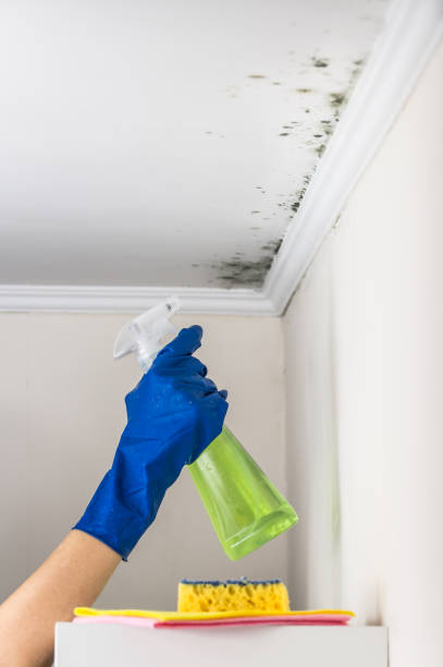 Best Attic Mold Removal  in Newark, TX